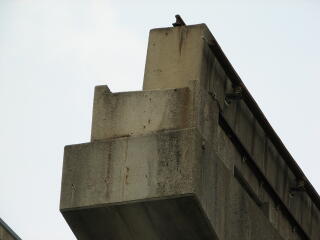 �O�����Ɏc�郌�[��