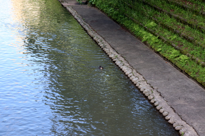 接近してくるもの